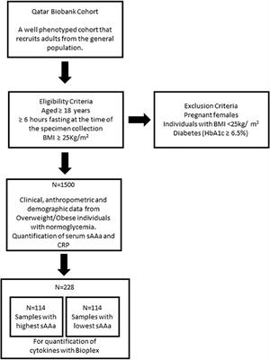 Salivary α-amylase activity is associated with cardiometabolic and inflammatory biomarkers in overweight/obese, non-diabetic Qatari women